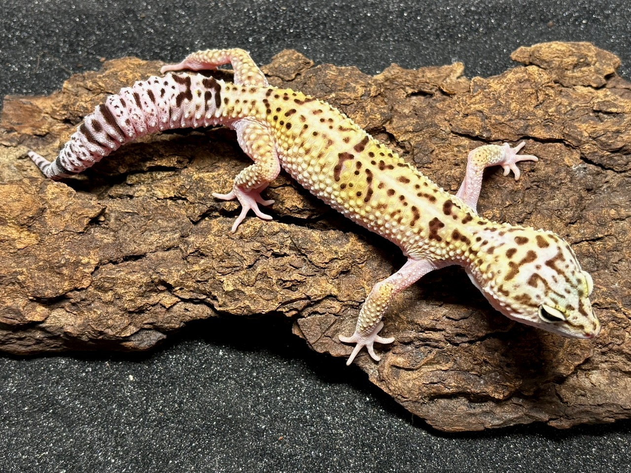 Iranian fat-tailed gecko, Ilam, Eublepharis angramainyu