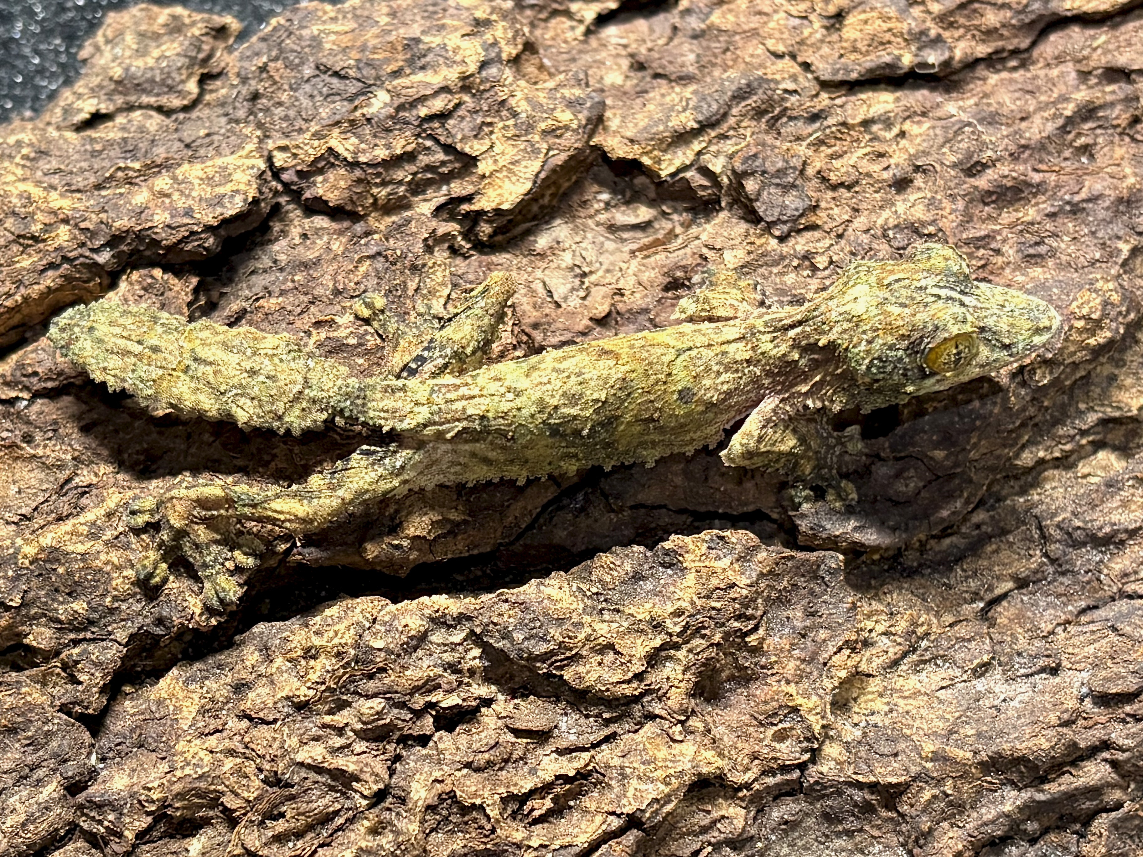 Southern leaftail gecko, Uroplatus sameiti