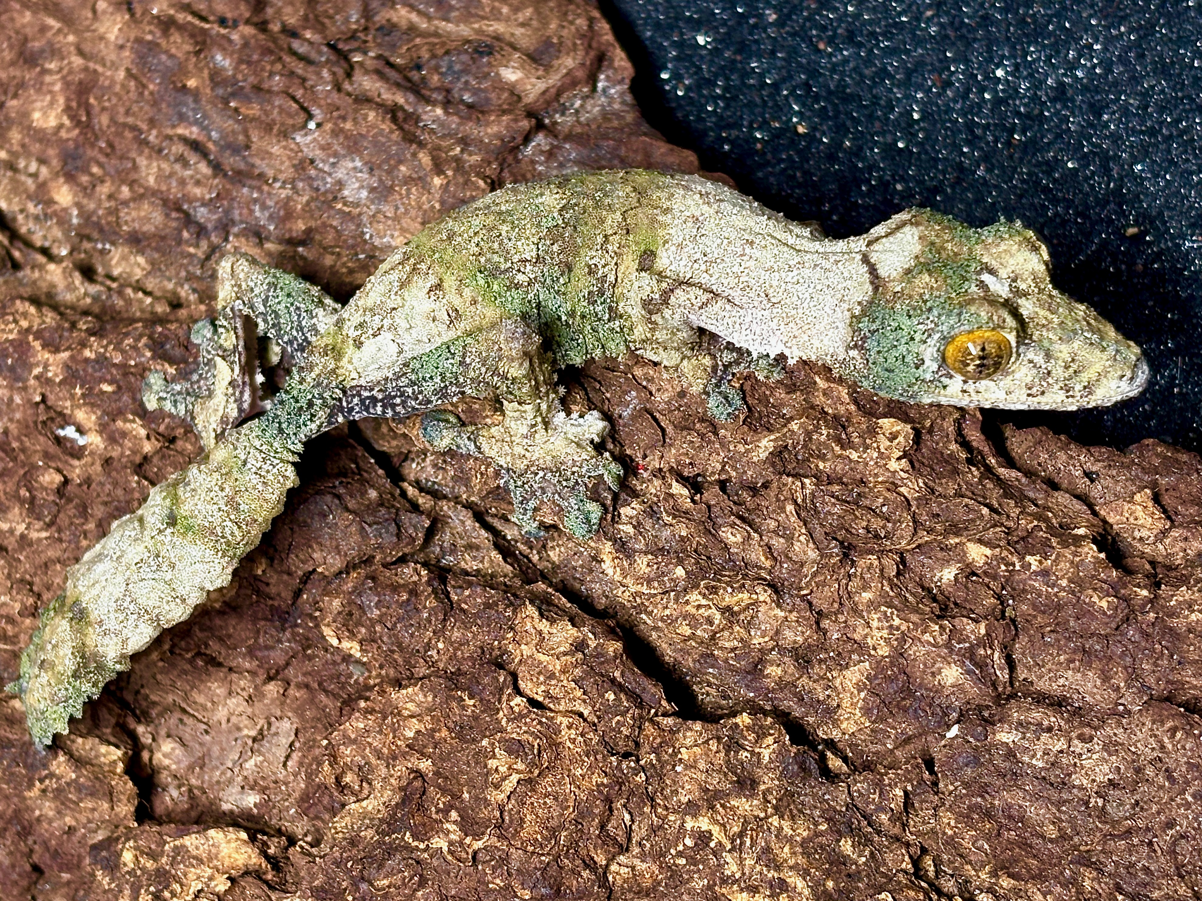 Southern leaftail gecko, Uroplatus sameiti