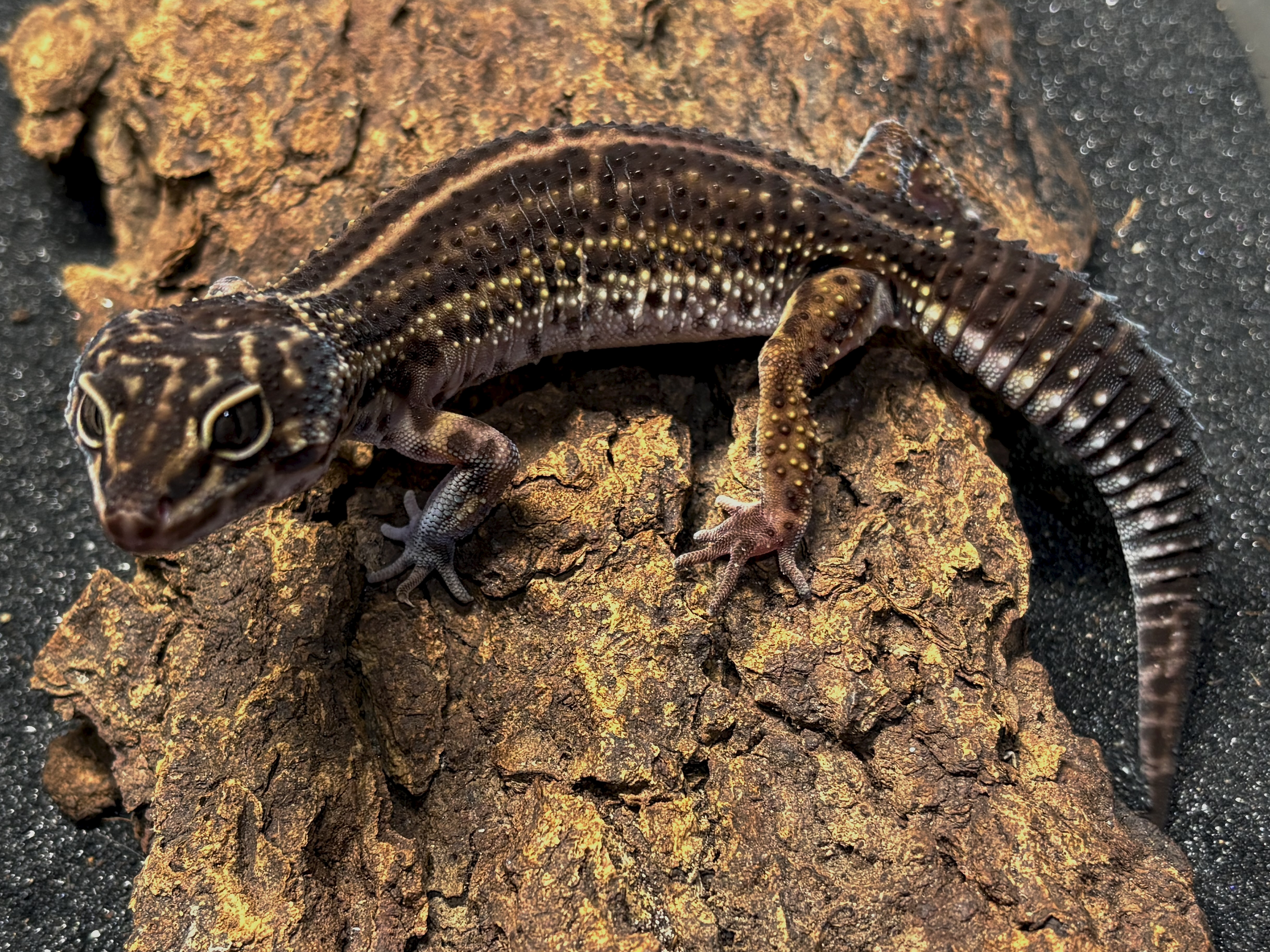 Black night leopard gecko, Eublepharis macularius