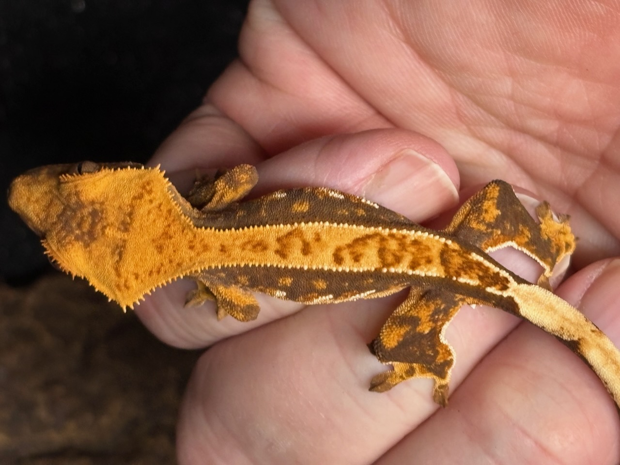 Crested gecko, Correlophus ciliatus