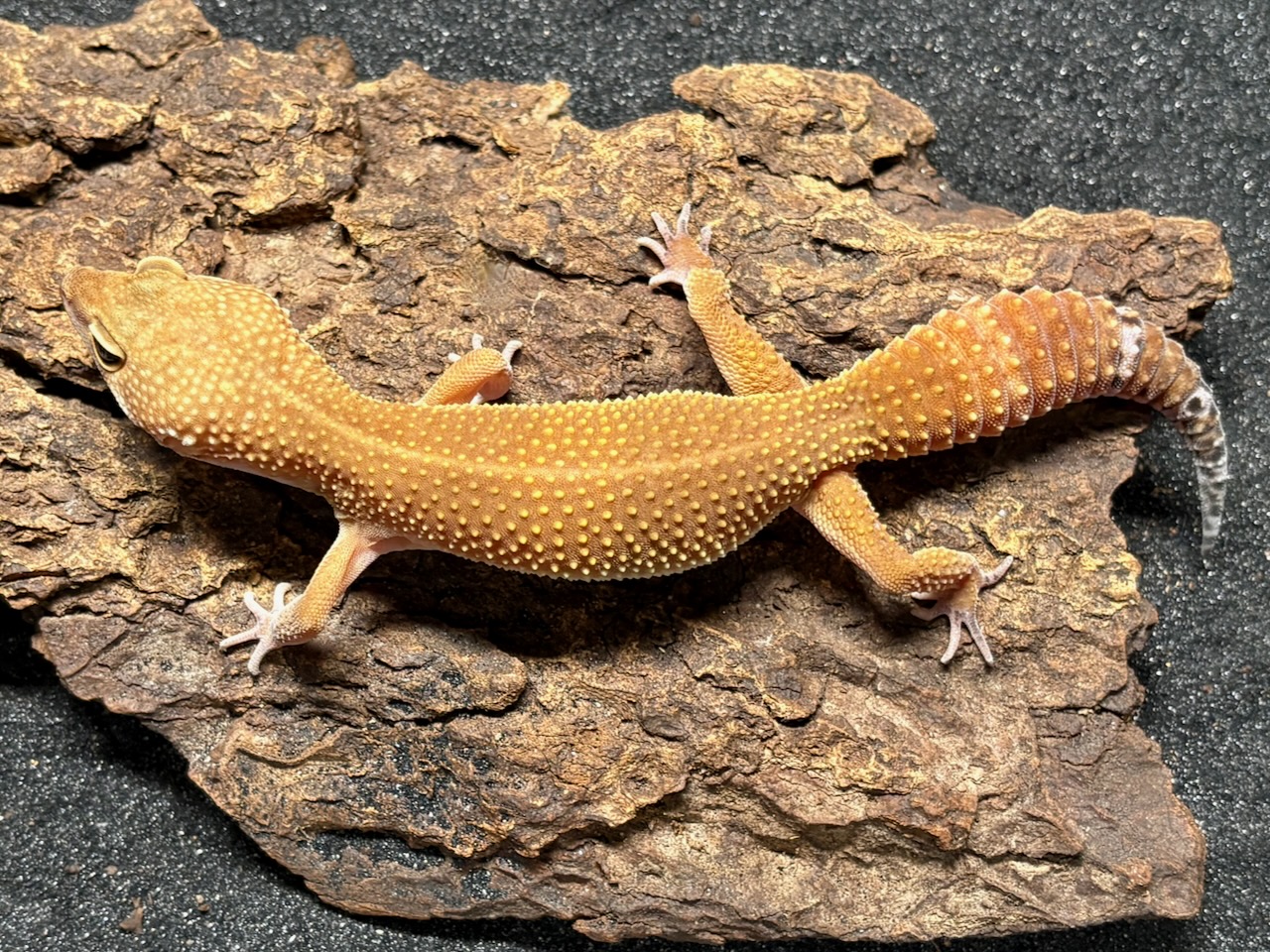 Blood Mandarin x black night Mandarin leopard gecko, Eublepharis macularius