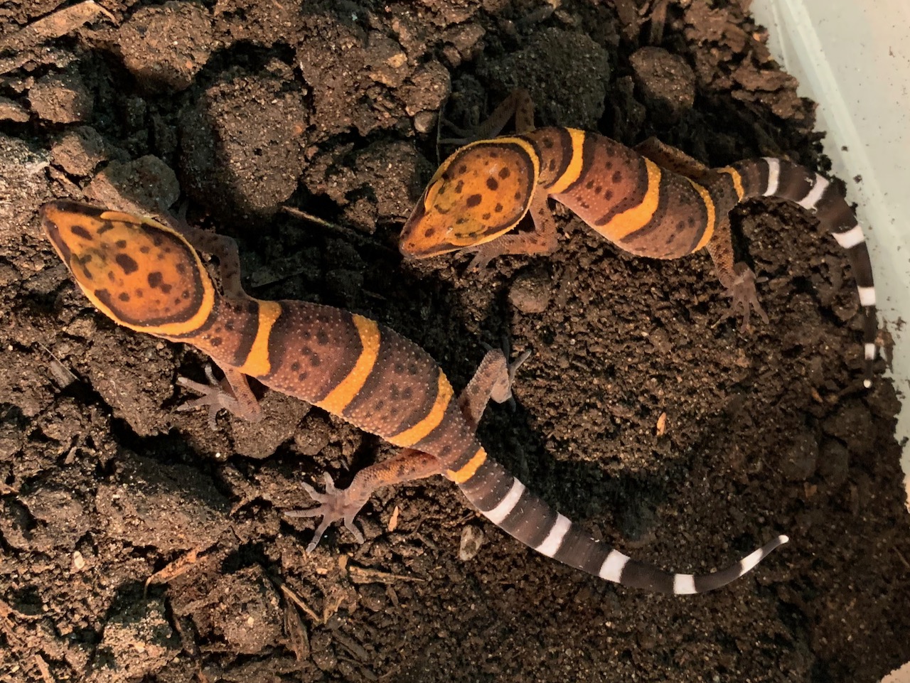 Bawangling gecko, Goniurosaurus bawanglingensis
