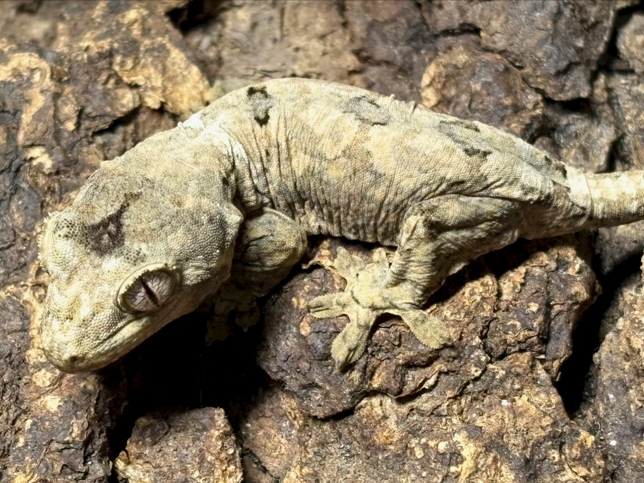 New Caledonian mossy gecko, Mniarogekko chahoua