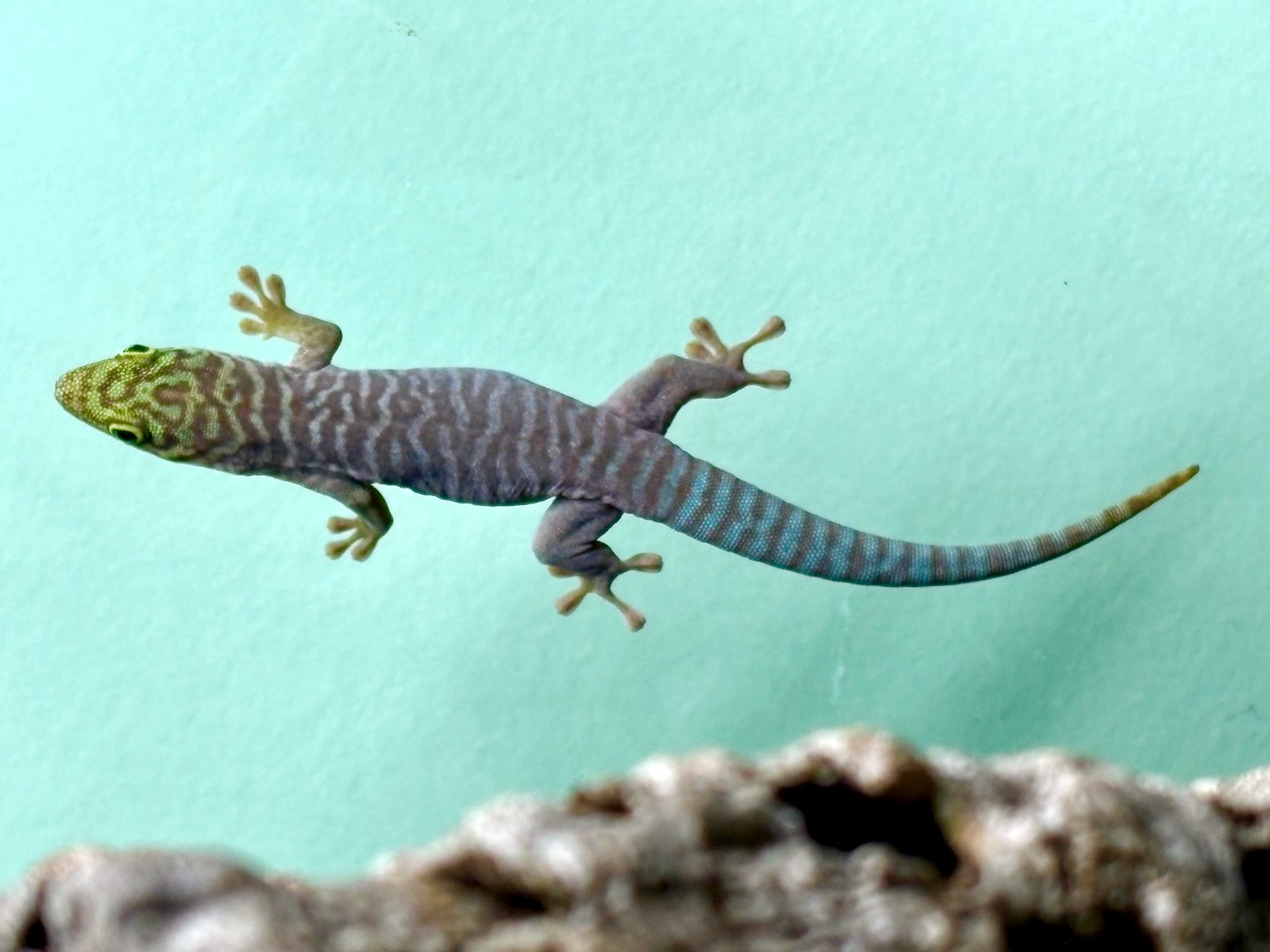 Standing‘s day gecko, Phelsuma standingi