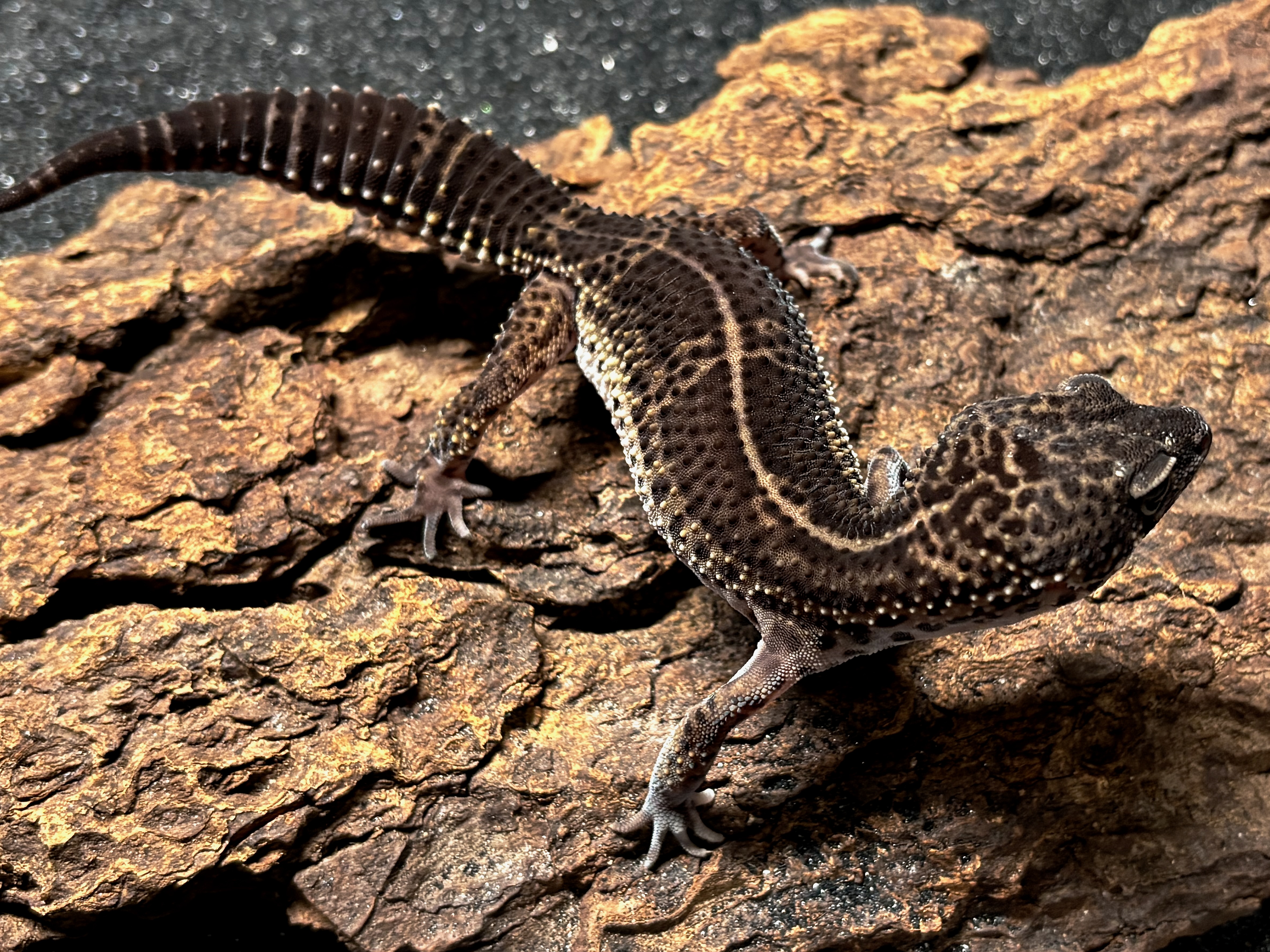 Black night leopard gecko, Eublepharis macularius
