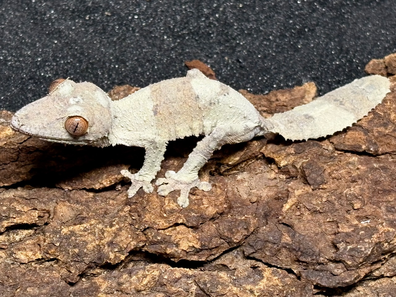 Henkel’s leaftail gecko, Uroplatus henkeli, female 2