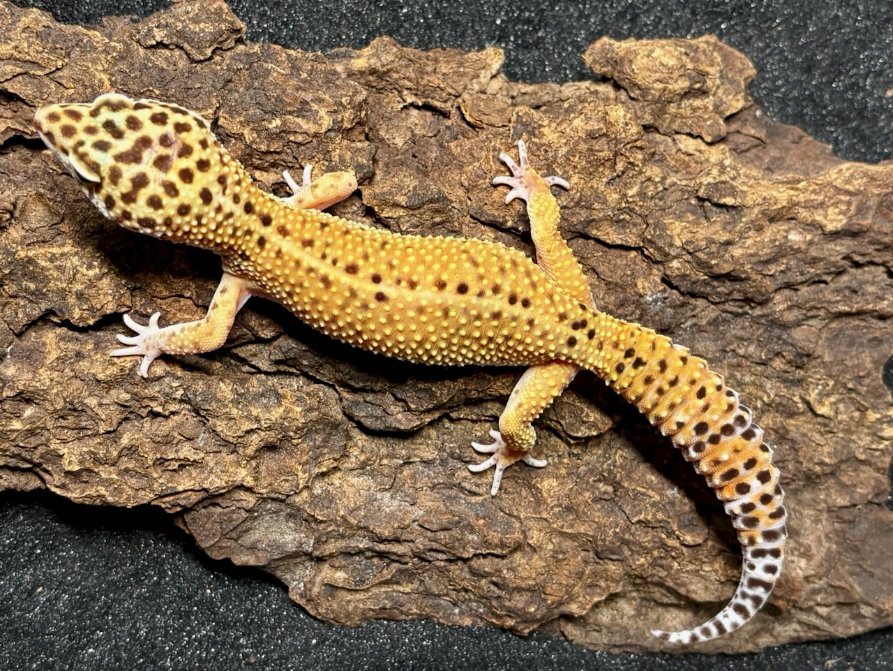 Blood Mandarin leopard gecko, Eublepharis macularius