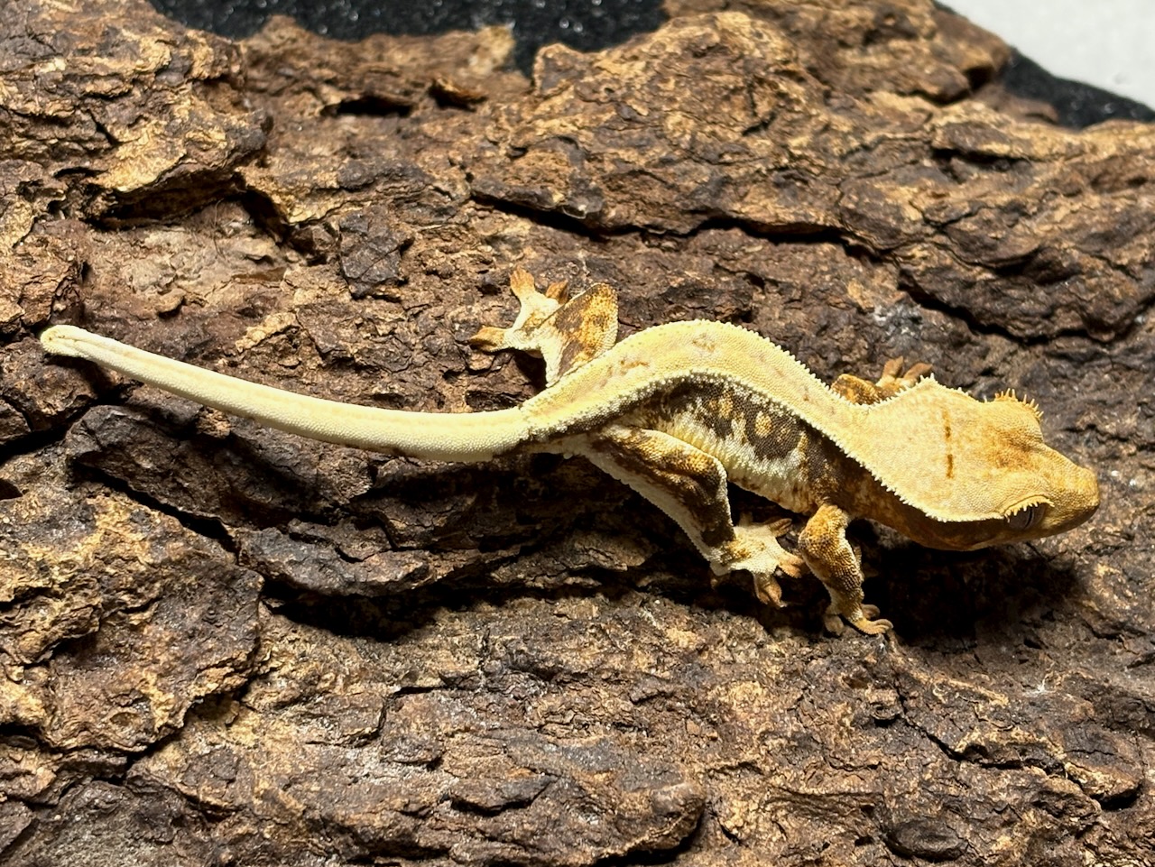 Crested gecko, Correlophus ciliatus