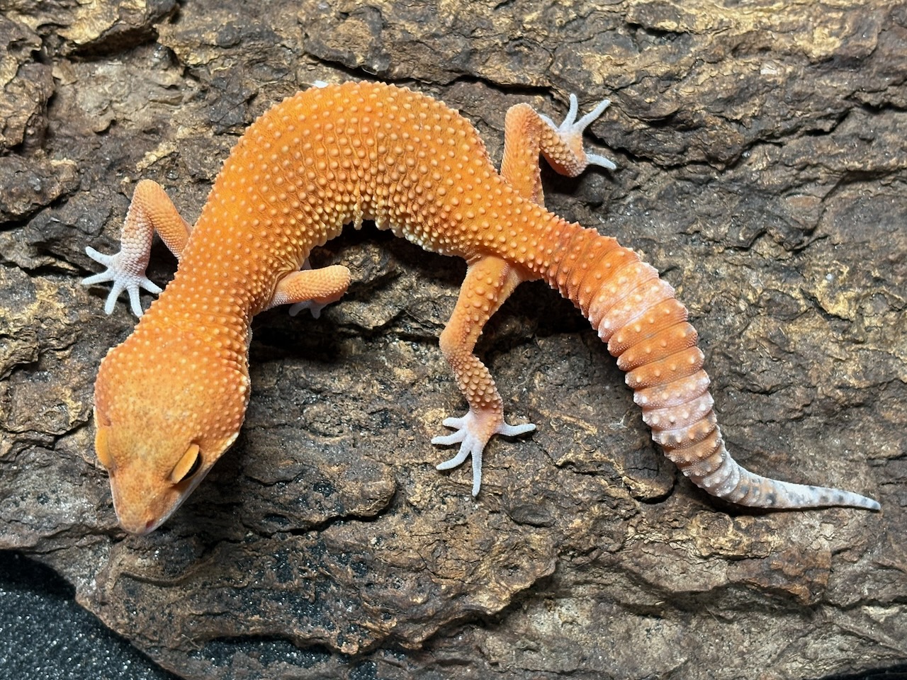Blood Mandarin leopard gecko, Eublepharis macularius