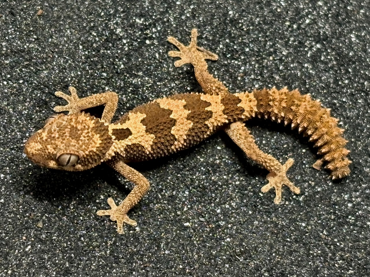 Rough thick-toed gecko, Pachydactylus rugosus