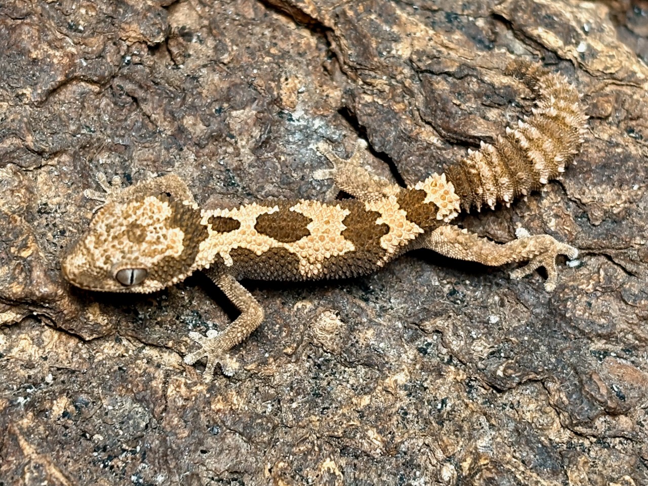 Rough thick-toed gecko, Pachydactylus rugosus