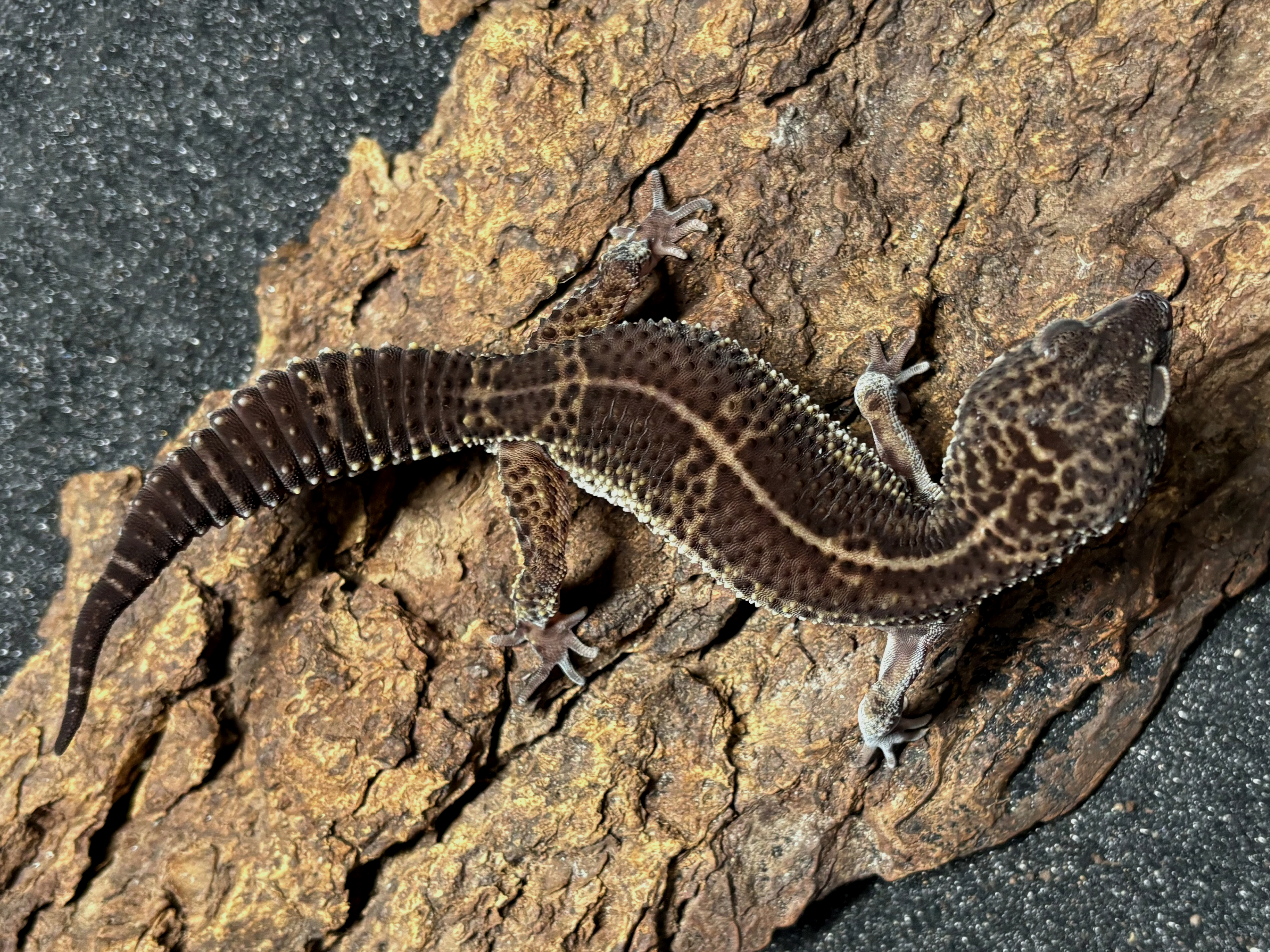 Black night leopard gecko, Eublepharis macularius
