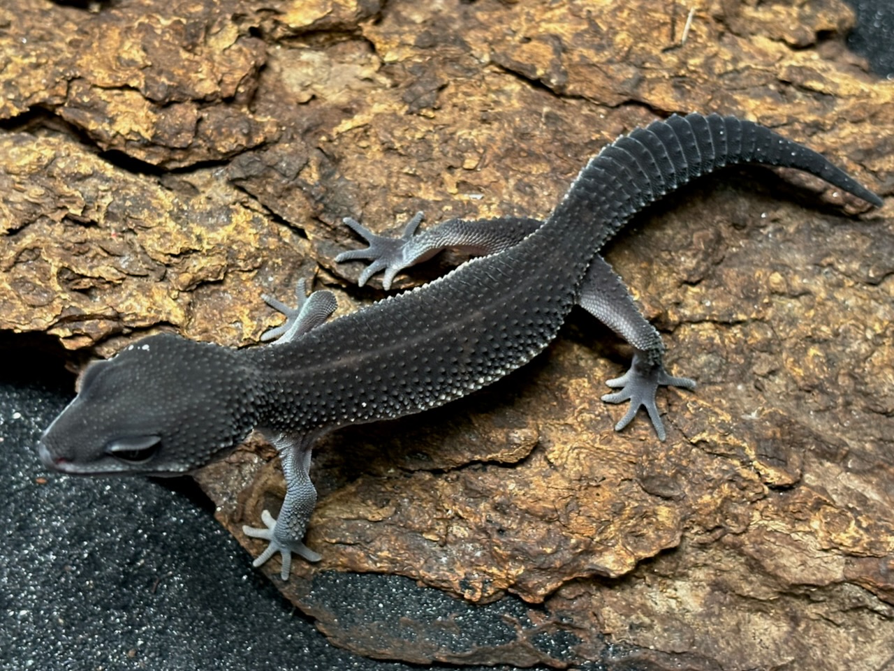 Black night leopard gecko, Eublepharis macularius