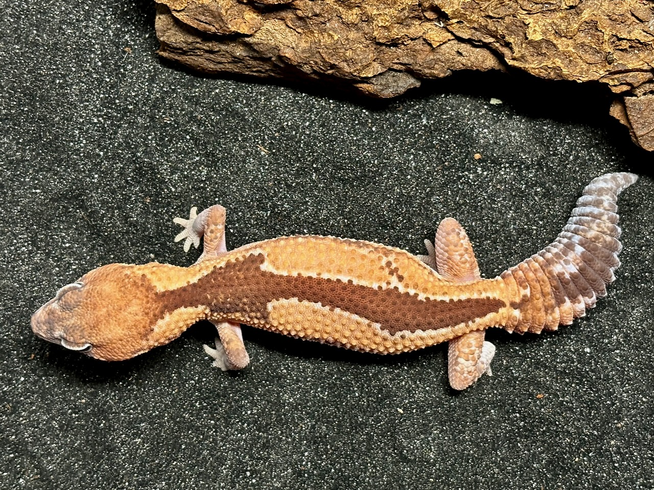 Zulu African fat-tailed gecko, Hemitheconyx caudicinctus