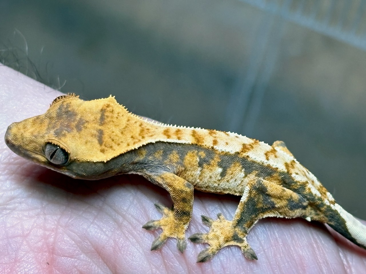 Crested gecko, Correlophus ciliatus