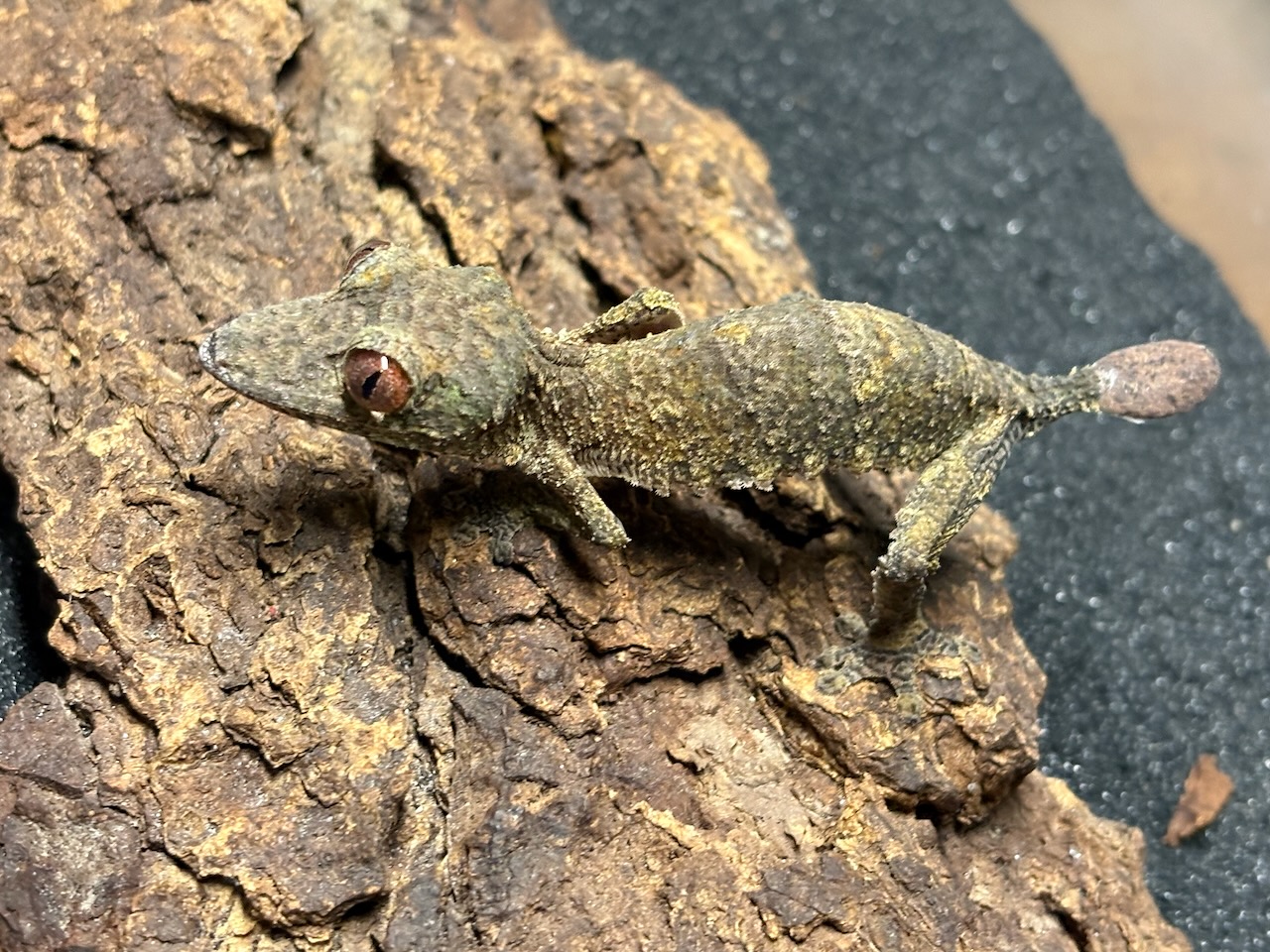 Henkel’s leaftail gecko, Uroplatus henkeli, male 1