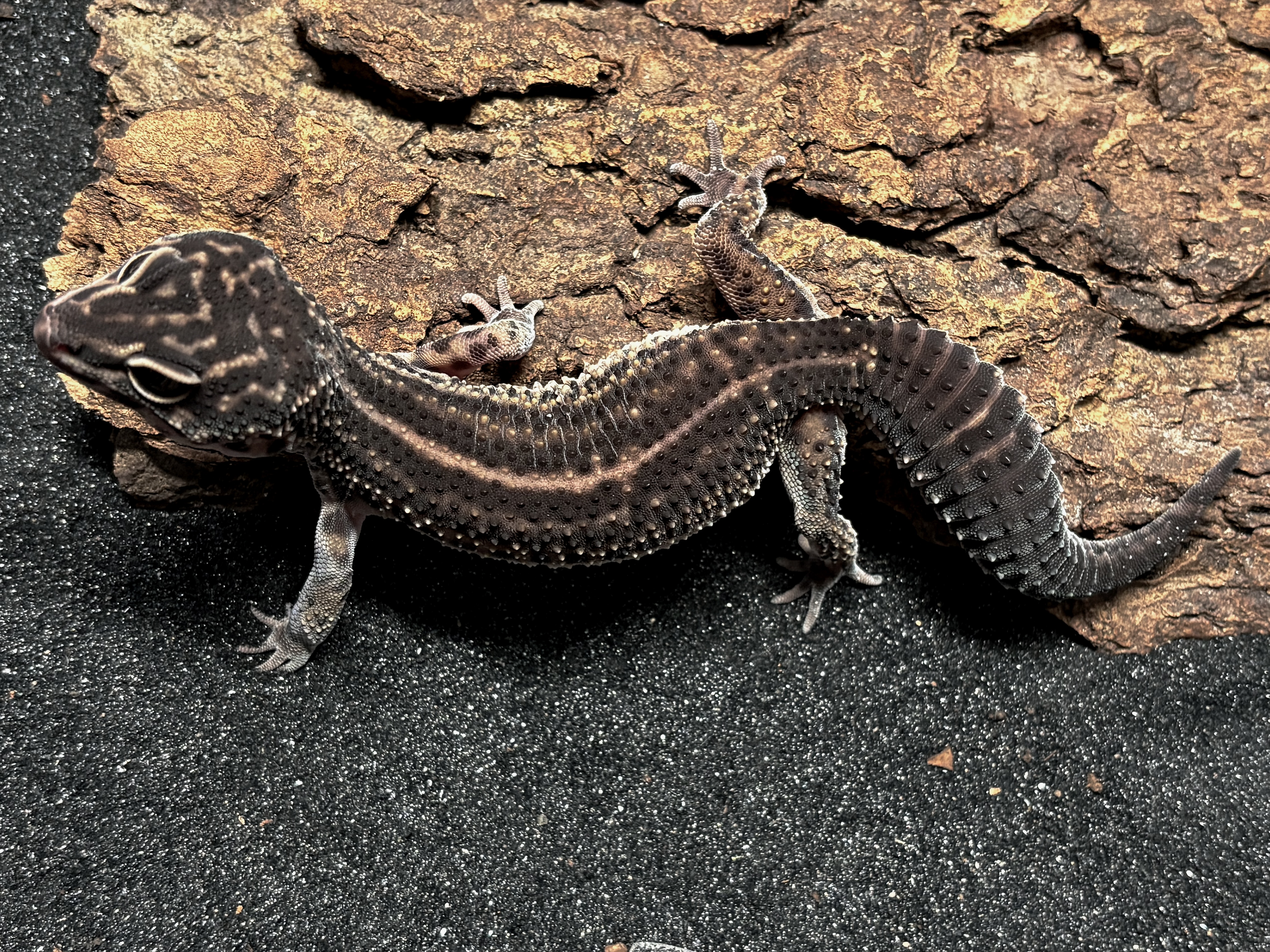 Black night leopard gecko, Eublepharis macularius