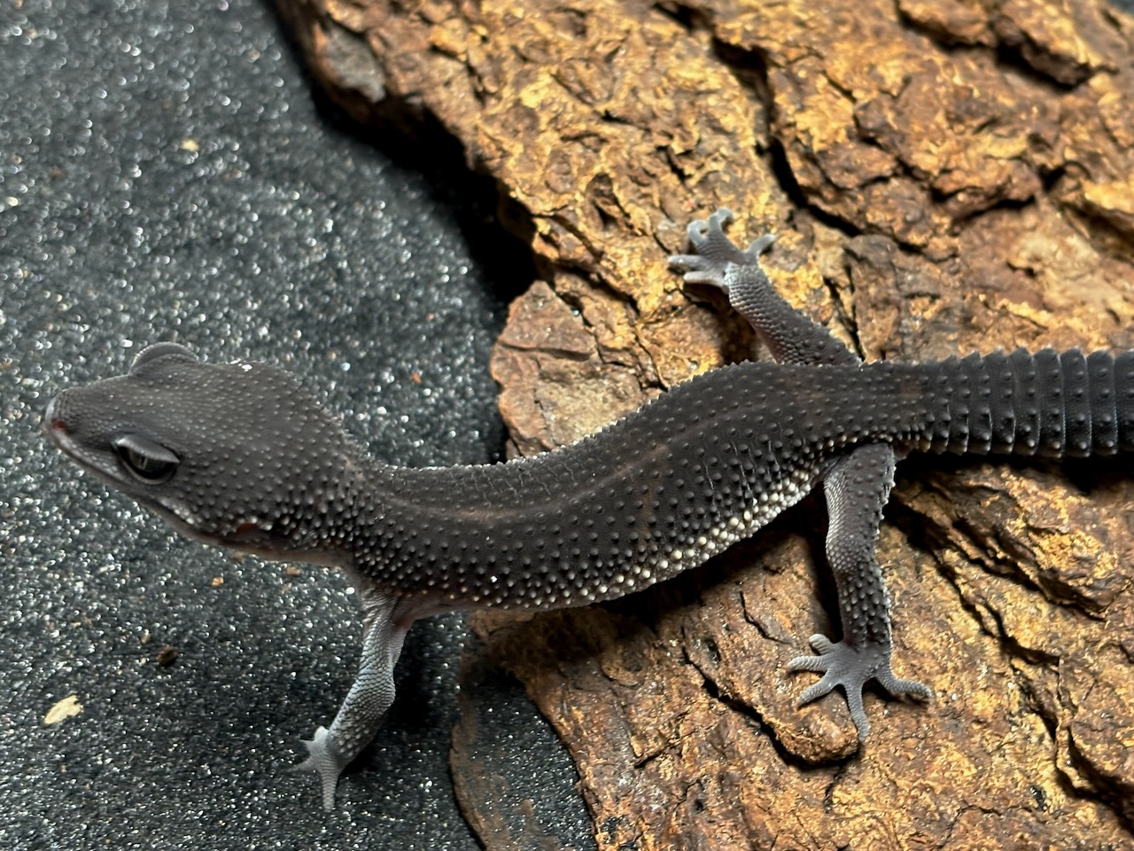 Black night leopard gecko, Eublepharis macularius