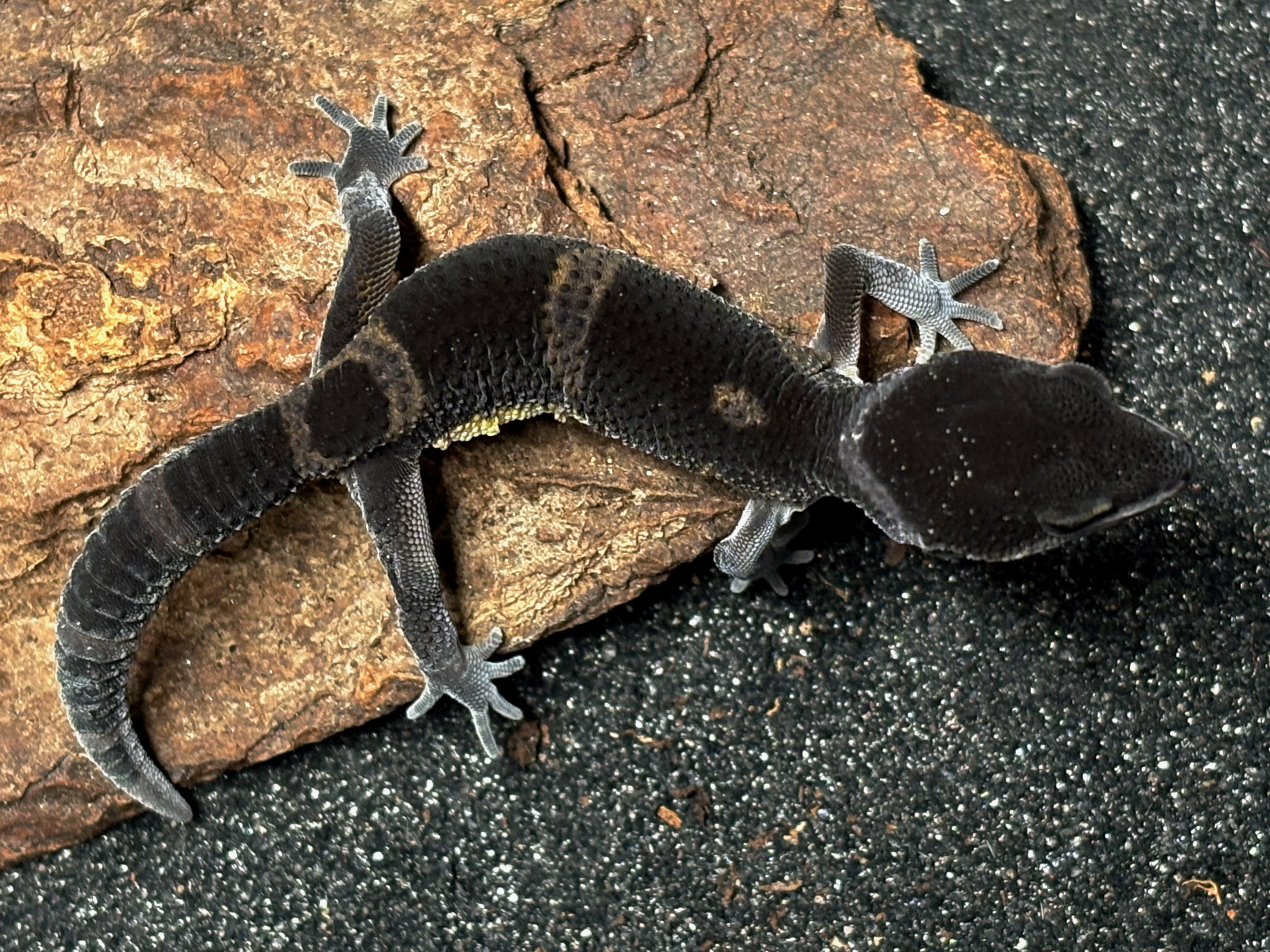 Black night x blacknight/Mandarin leopard gecko, Eublepharis macularius