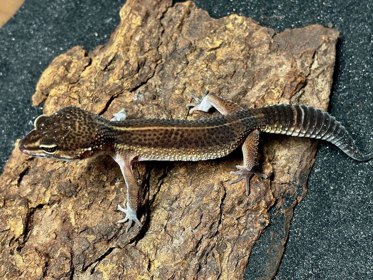 Black night x blacknight/black night/Mandarin leopard gecko, Eublepharis macularius