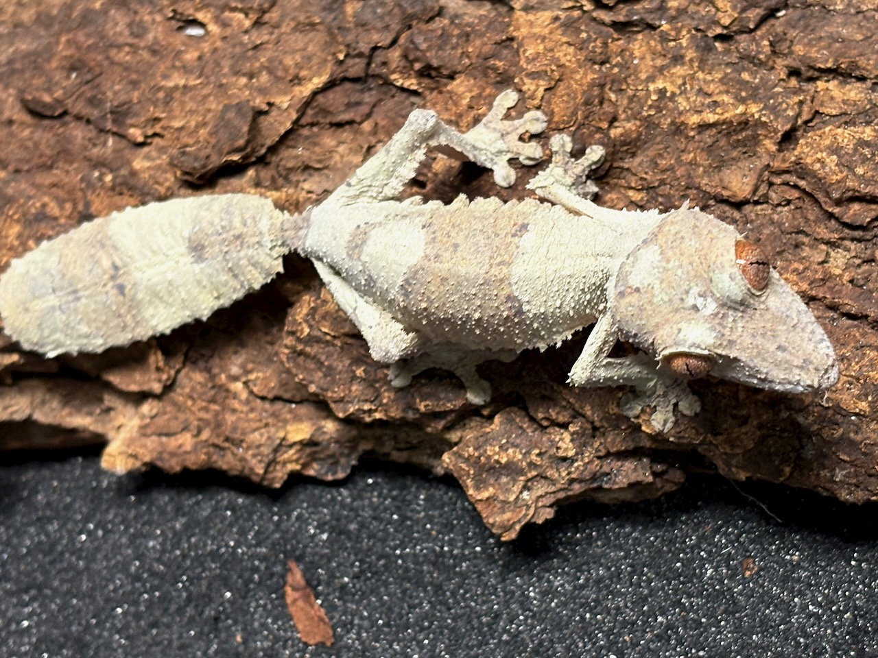Henkel’s leaftail gecko, Uroplatus henkeli, female 2