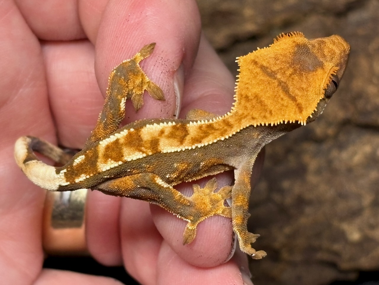 Crested gecko, Correlophus ciliatus