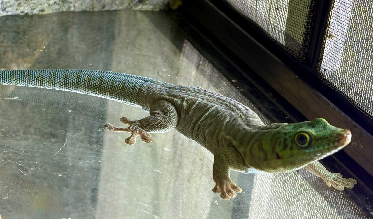 Standing‘s day gecko, Phelsuma standingi