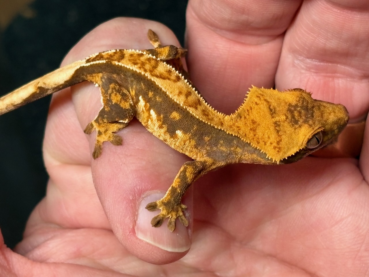 Crested gecko, Correlophus ciliatus