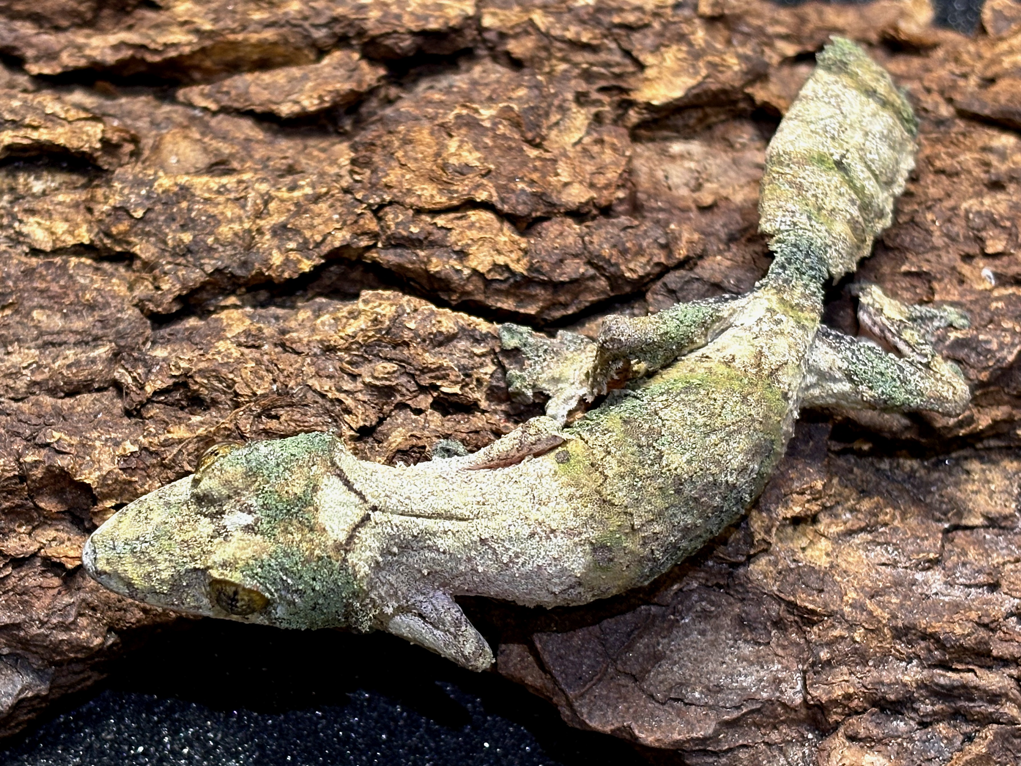 Southern leaftail gecko, Uroplatus sameiti