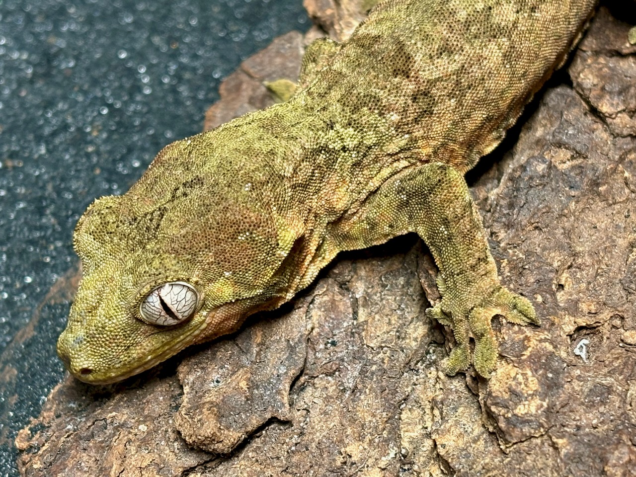 New Caledonian mossy gecko, Mniarogekko chahoua
