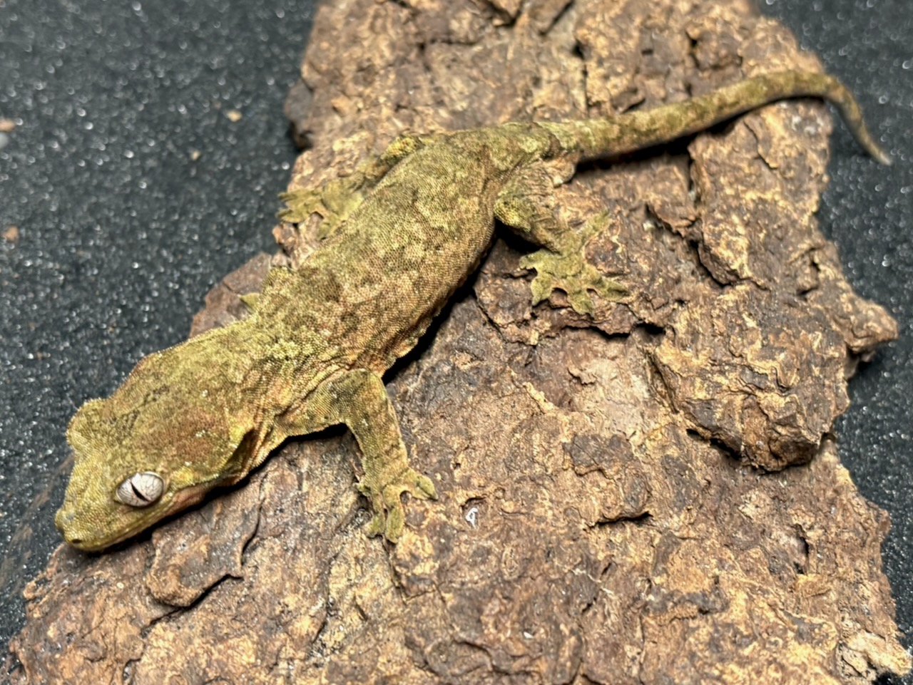 New Caledonian mossy gecko, Mniarogekko chahoua