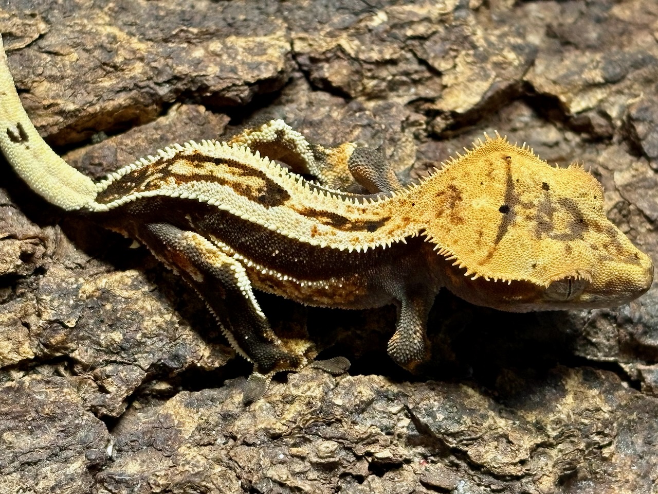 Crested gecko, Correlophus ciliatus