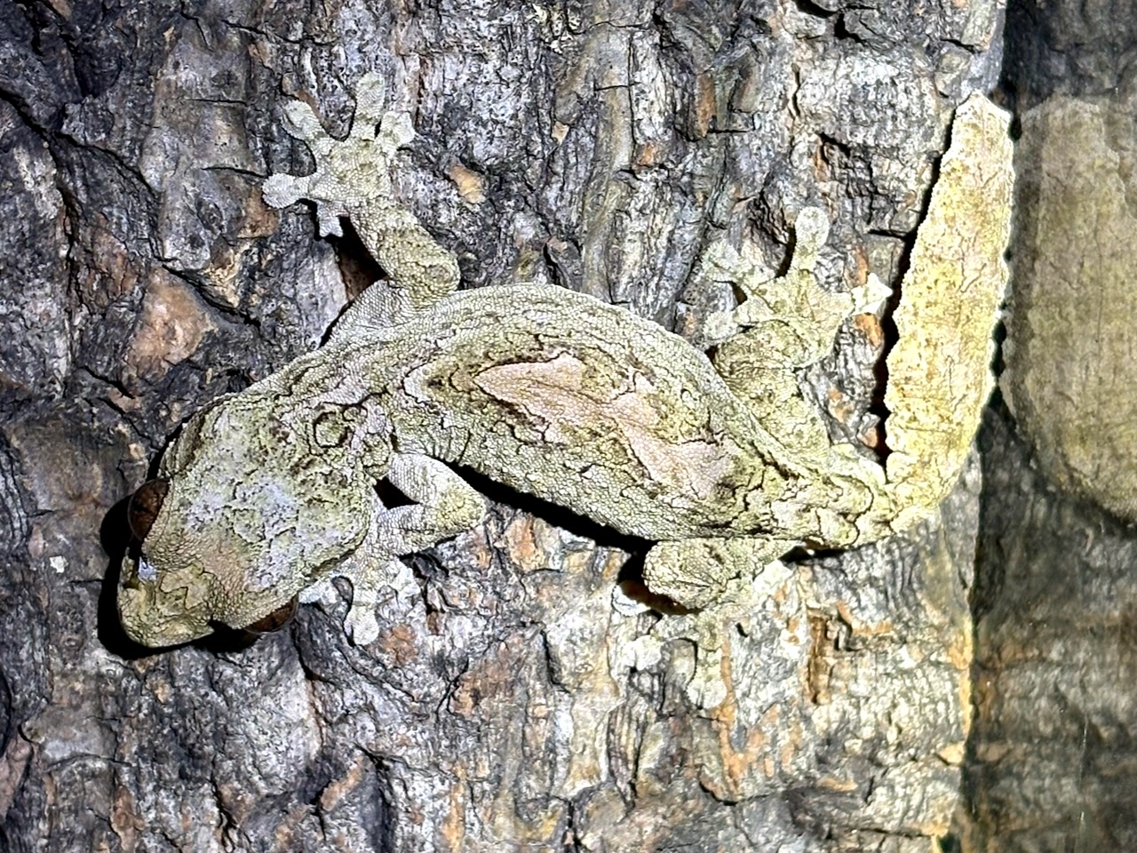 Northern  leaftail gecko, Uroplatus alluaudi