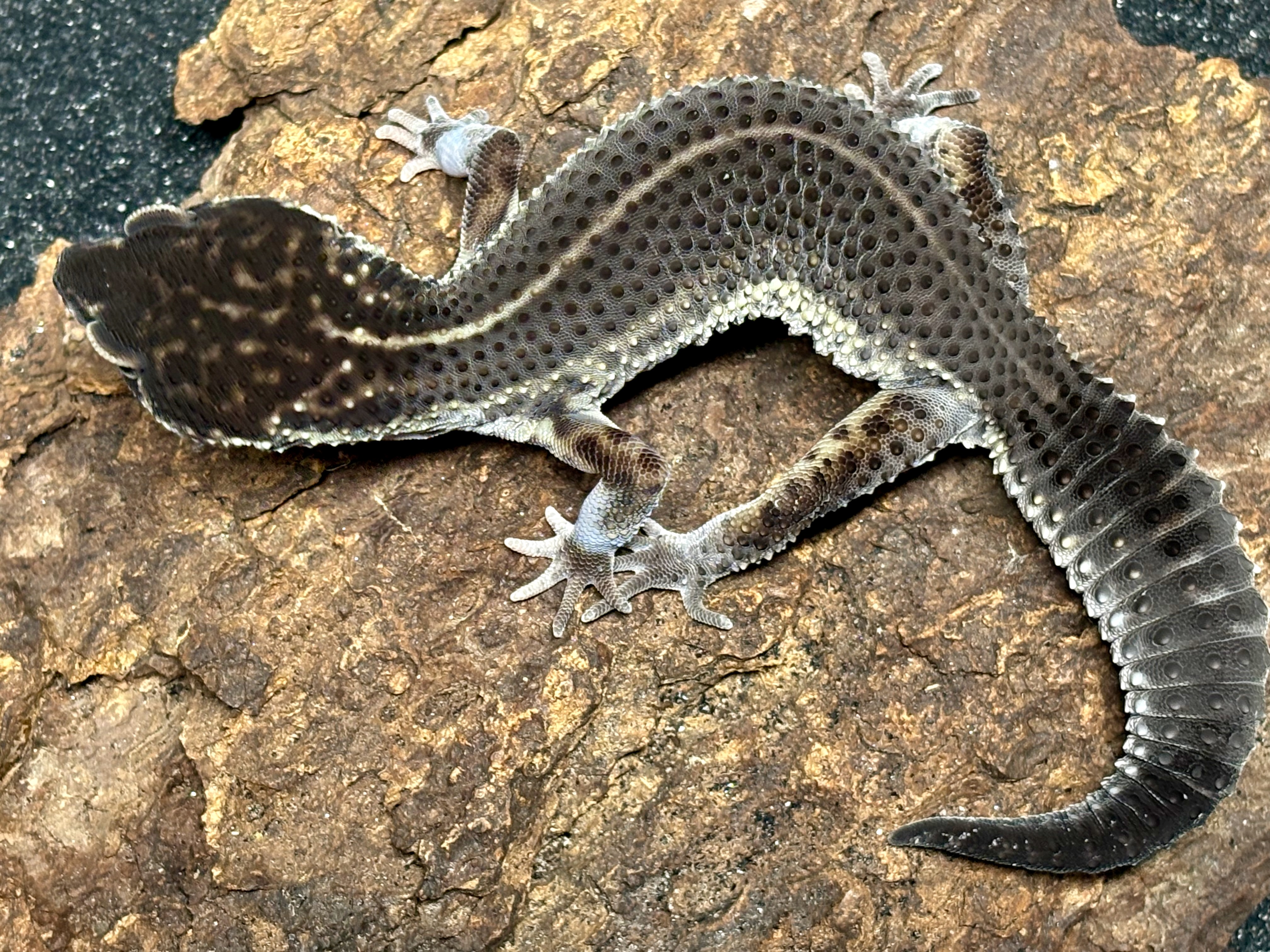 Black night leopard gecko, Eublepharis macularius