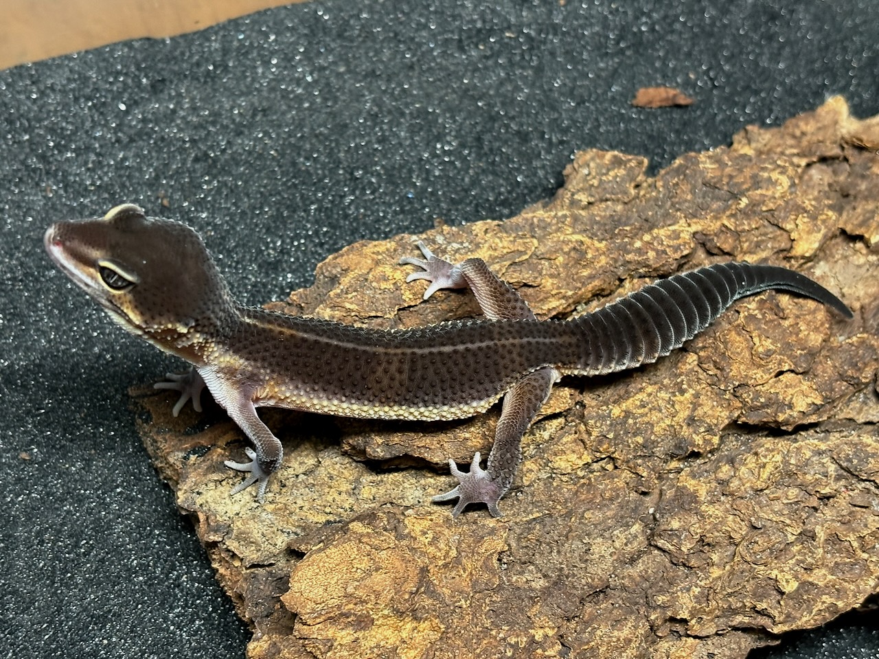 Black night x black night/Mandarin leopard gecko, Eublepharis macularius