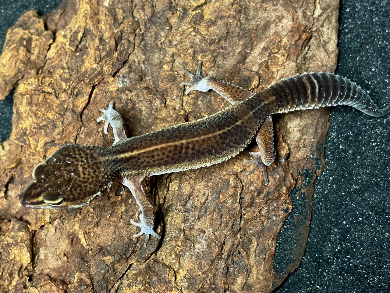 Black night x blacknight/black night/Mandarin leopard gecko, Eublepharis macularius