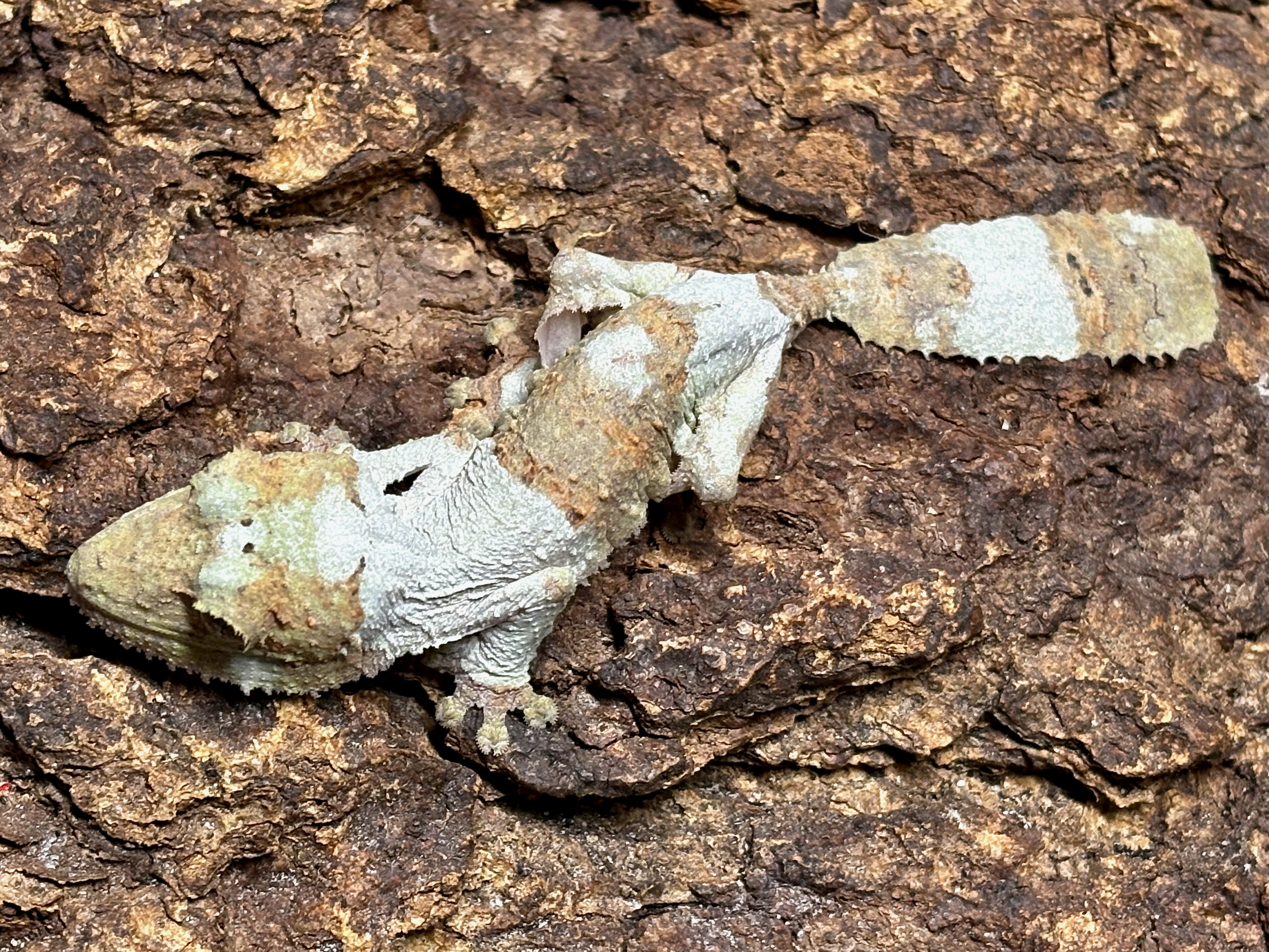 Henkel’s leaftail gecko, Uroplatus henkeli, female 1