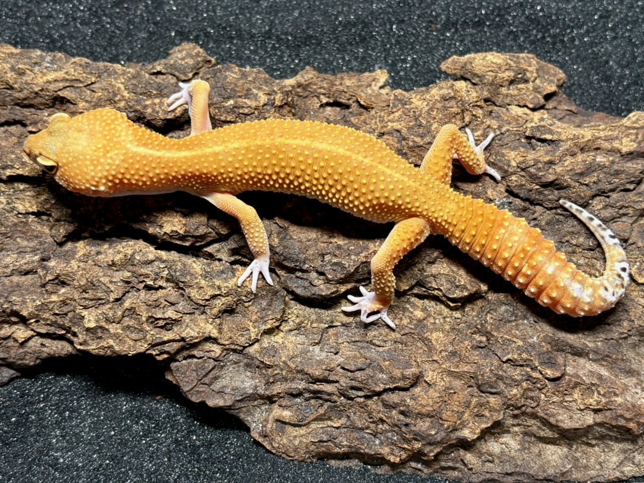 Blood Mandarin leopard gecko, Eublepharis macularius