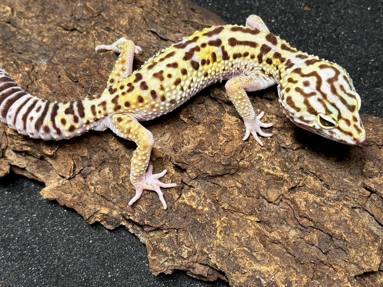 Iranian fat-tailed gecko, Ilam, Eublepharis angramainyu