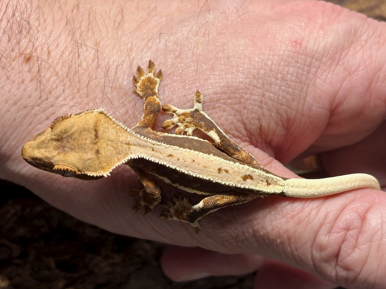 Crested gecko, Correlophus ciliatus