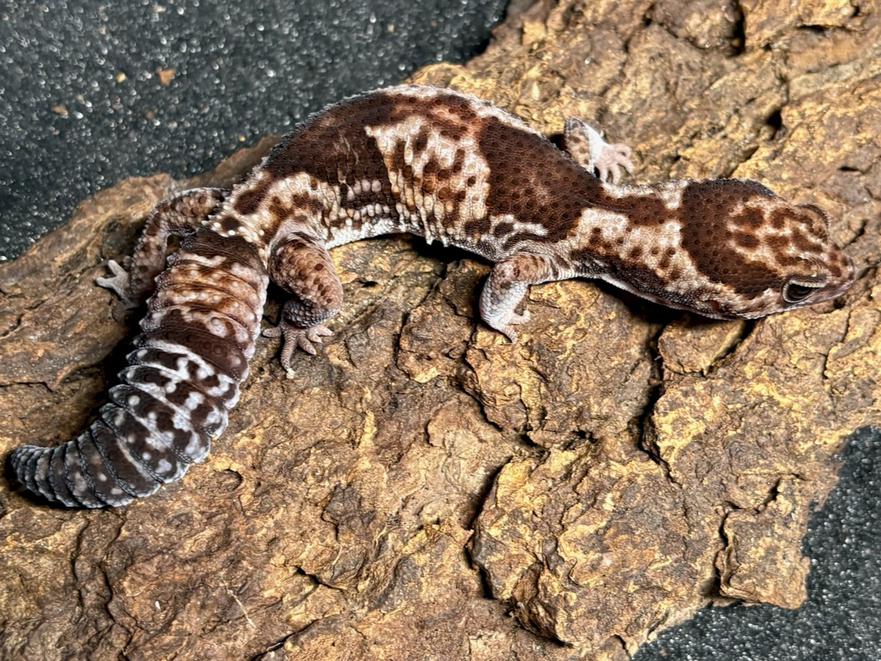 Whiteout Zulu African fat-tailed gecko, Hemitheconyx caudicinctus