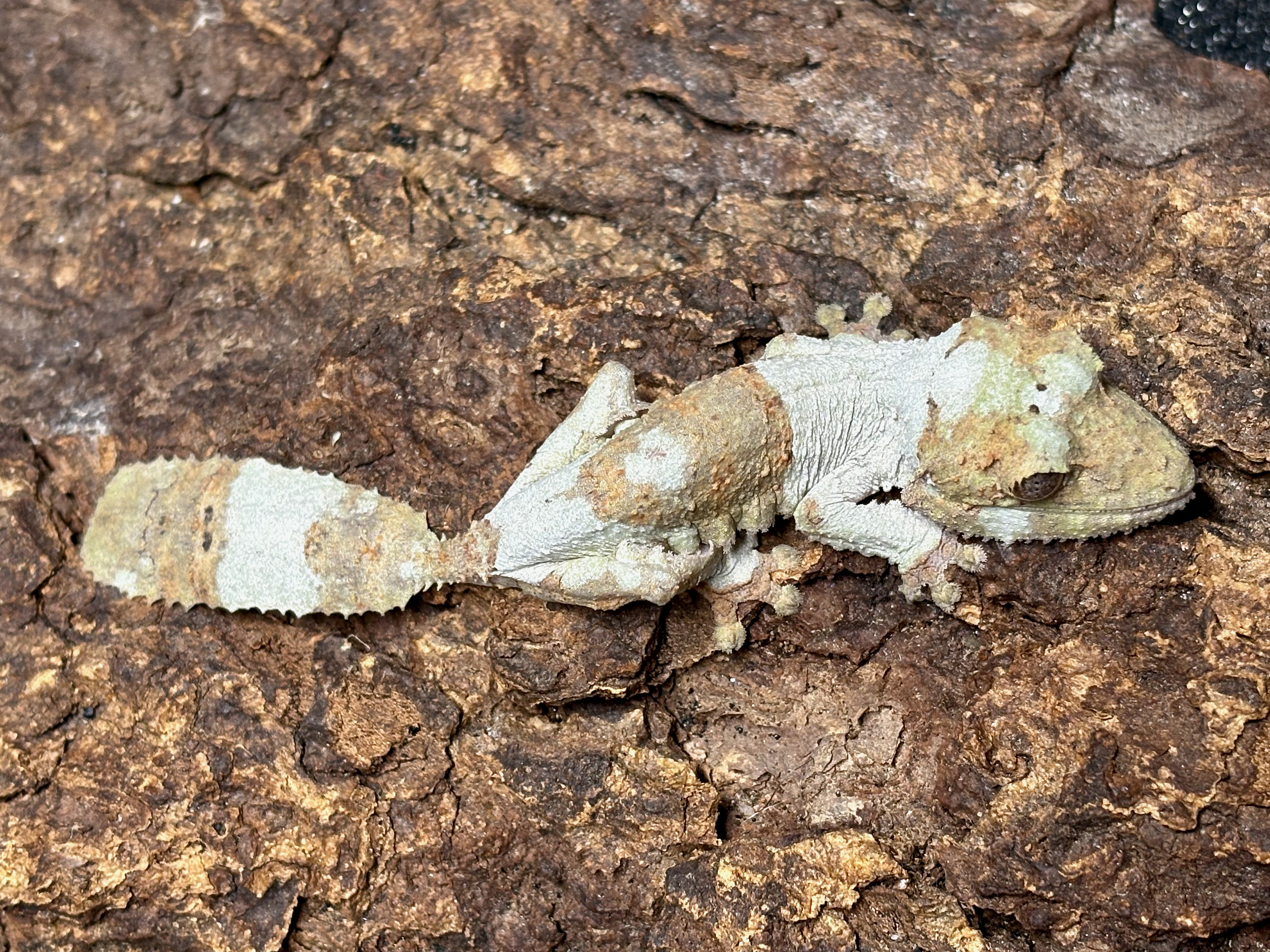 Henkel’s leaftail gecko, Uroplatus henkeli, female 1