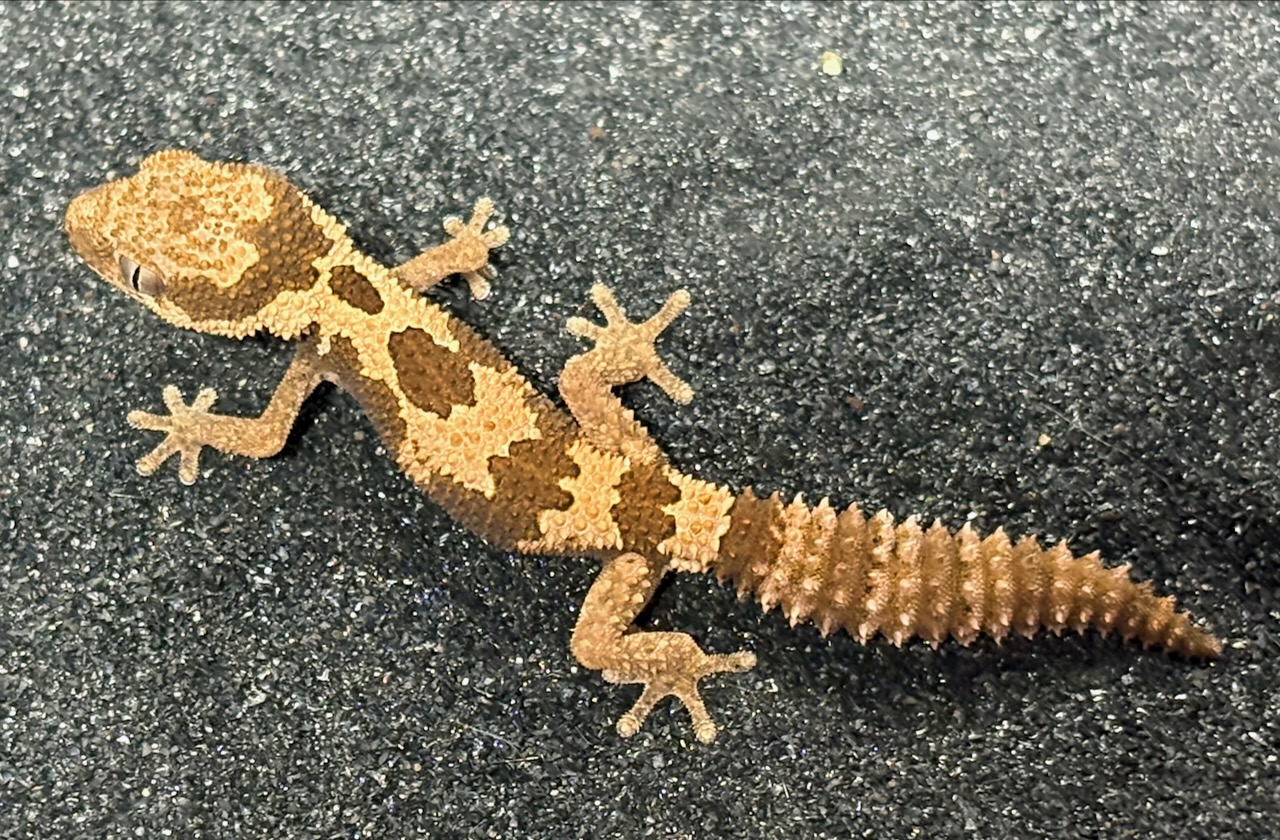 Rough thick-toed gecko, Pachydactylus rugosus