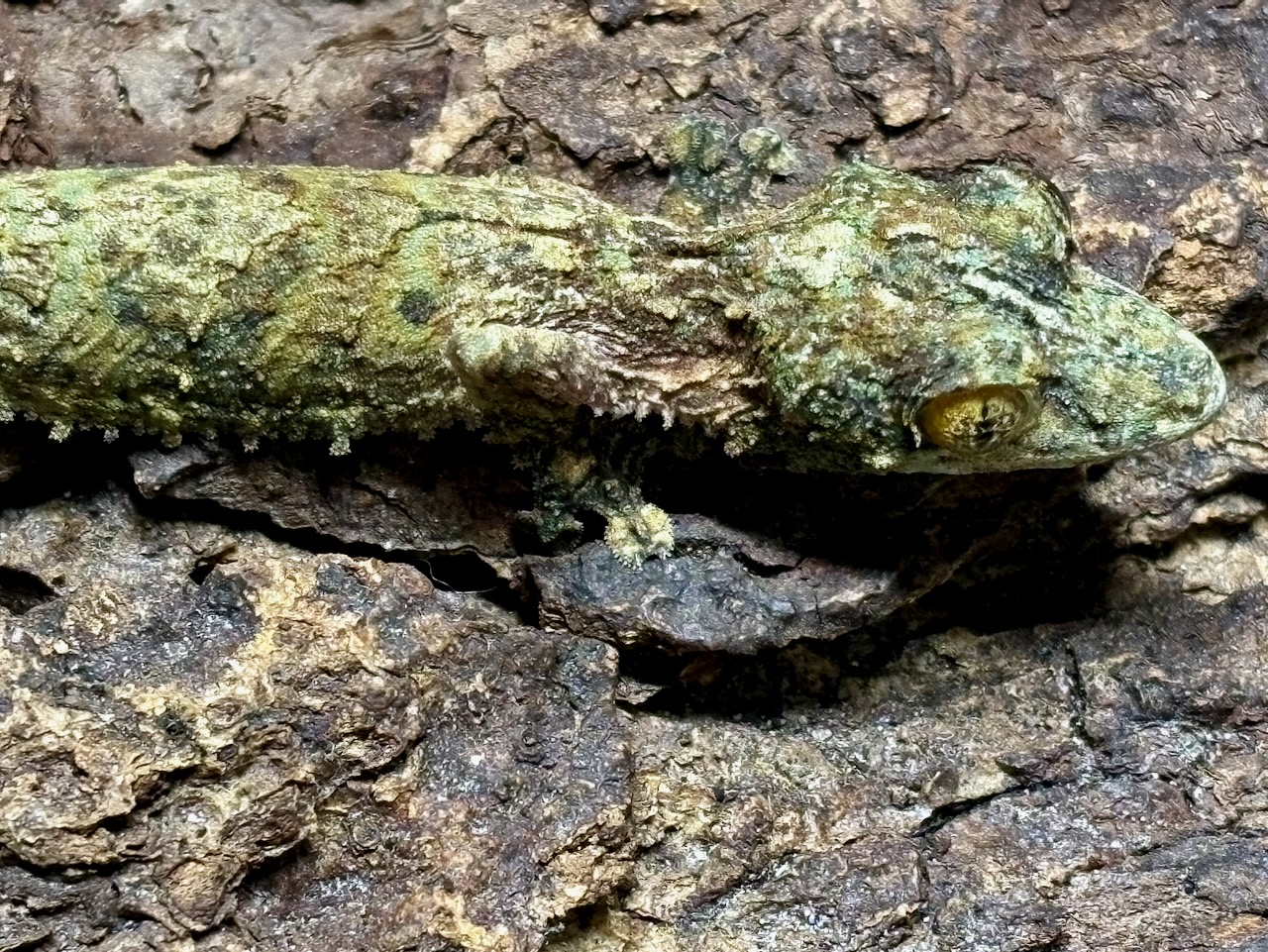 Southern leaftail gecko, Uroplatus sameiti