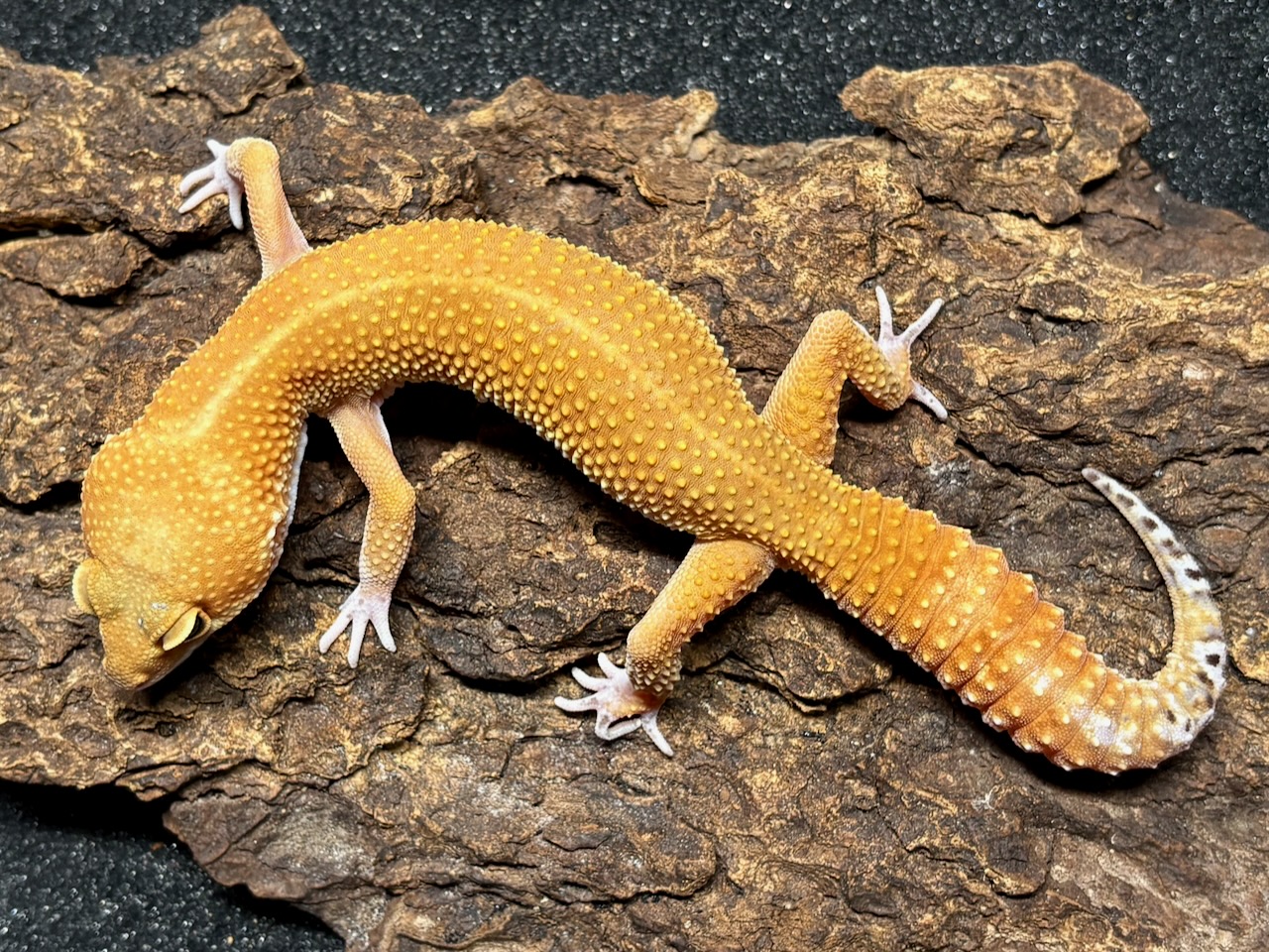 Blood Mandarin leopard gecko, Eublepharis macularius