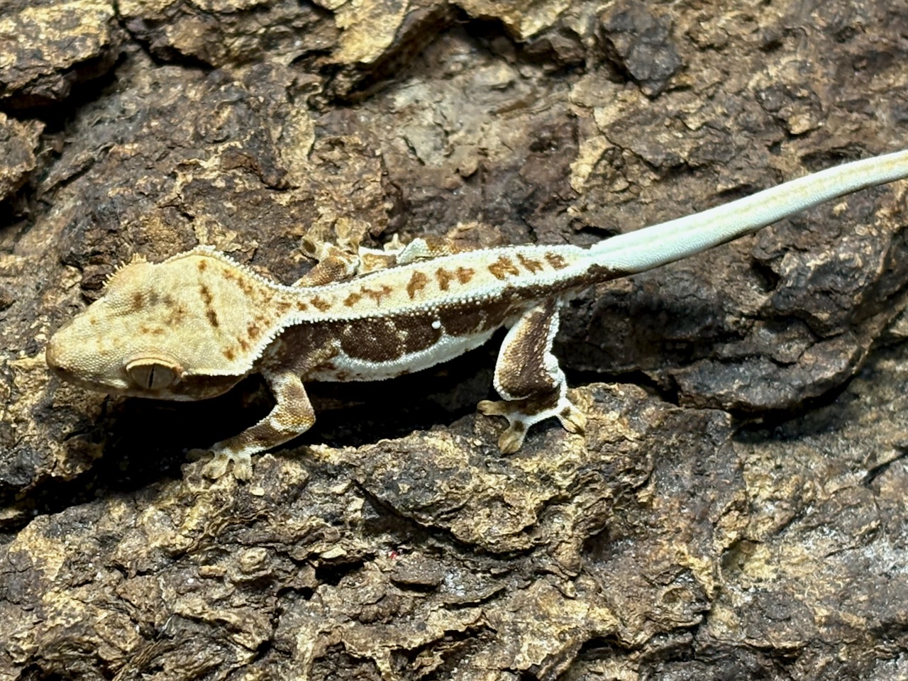 Crested gecko, Correlophus ciliatus
