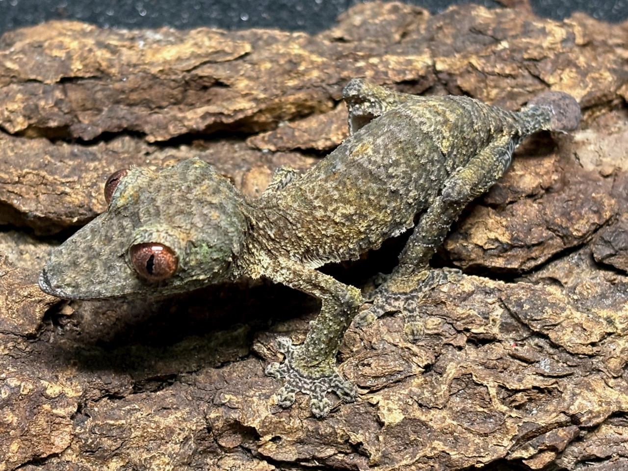 Henkel’s leaftail gecko, Uroplatus henkeli, male 1