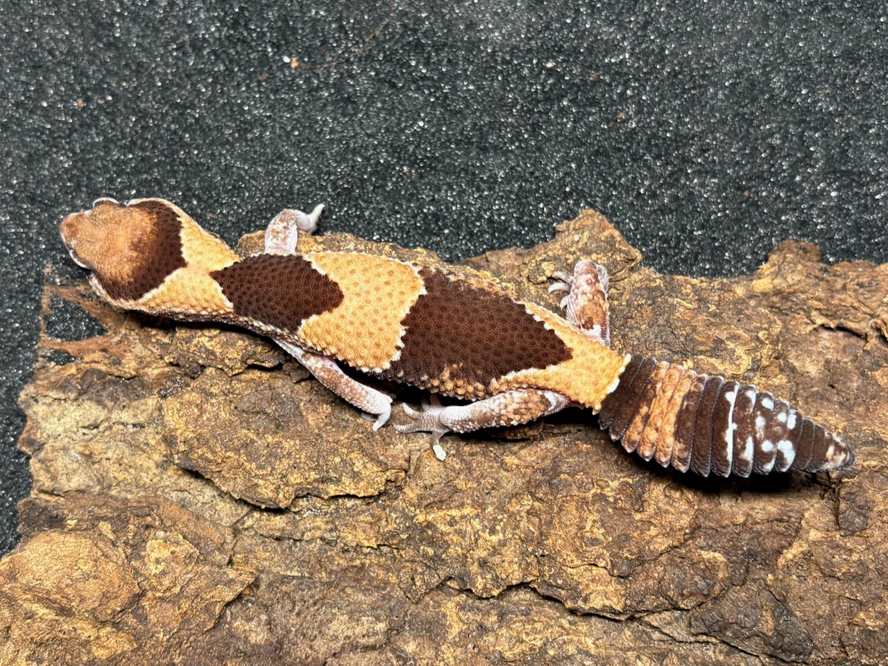 Het patternless African fat-tailed gecko, Hemitheconyx caudicinctus