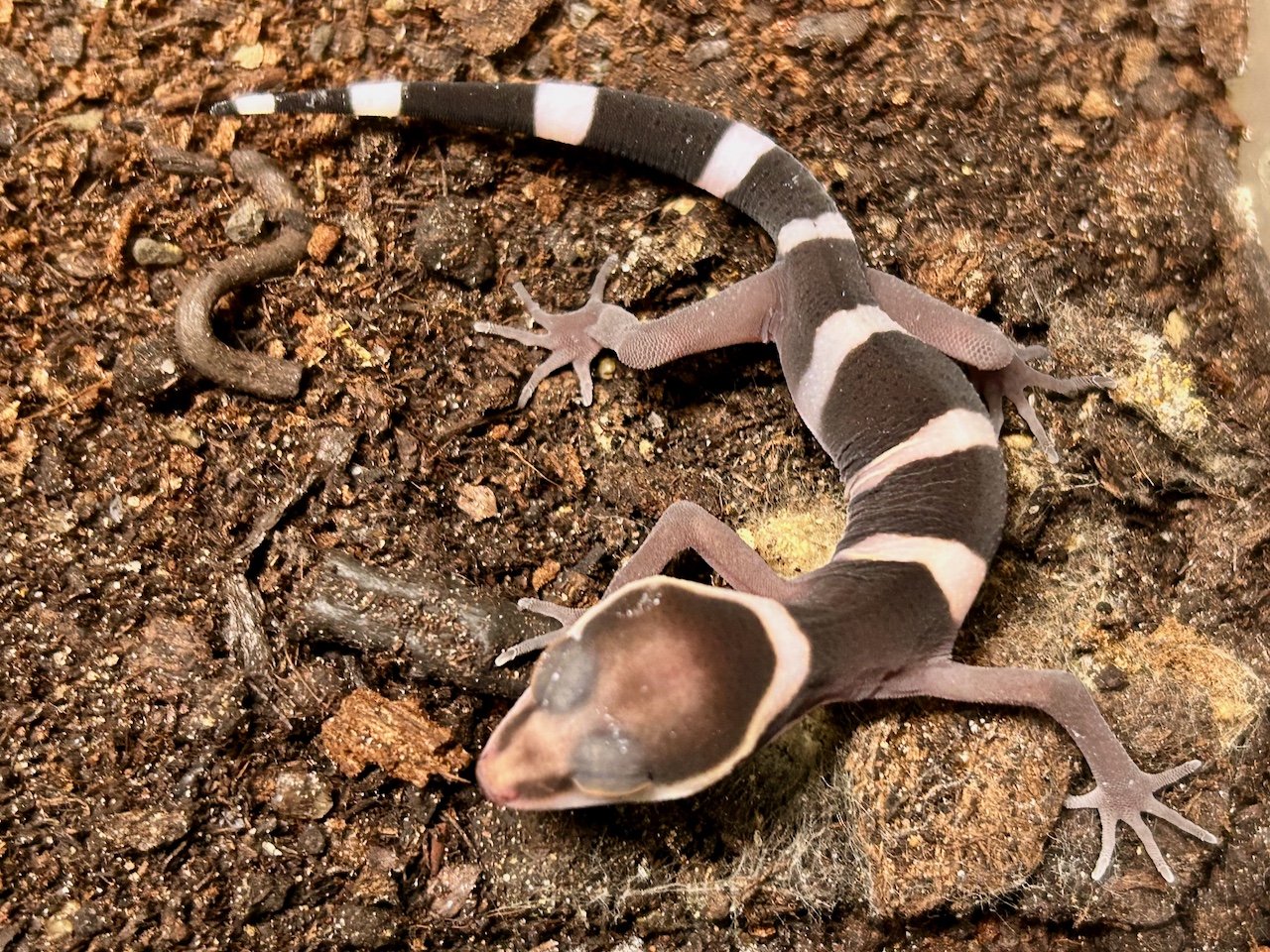 Vietnamese leopard gecko, Goniurosaurus araneus